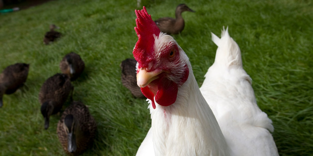 Got chickens in your backyard? Better count 'em. Photo / Michael Craig