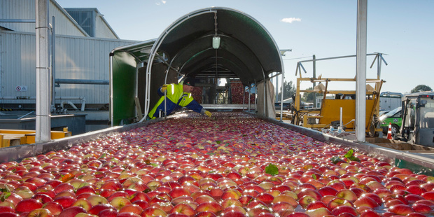 Scales Corporation which owns the Mr Apple business is due to list on the New Zealand share market on Friday.
Photo/Glenn Taylor.
