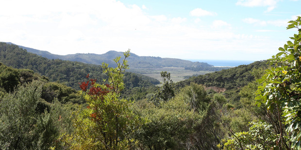 Great Barrier Island. File photo / APN