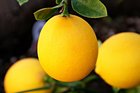 Citrus fruits full of vitamin C are easy to get your hands on in the flu season. Citrus fruits full of vitamin C are easy to get your hands on in the flu season.