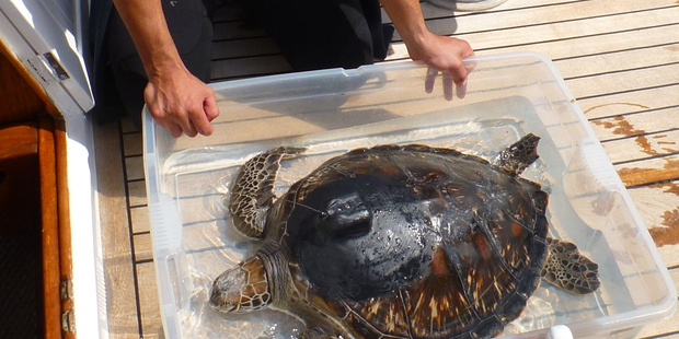 Nebs, the juvenile green turtle that has gone off the grid since the storm. Photo/Supplied