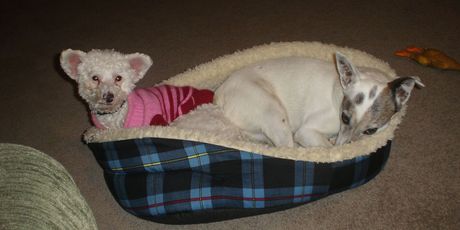 Sophie and Minnie - Jean McGhie's dogs that went missing on Friday.