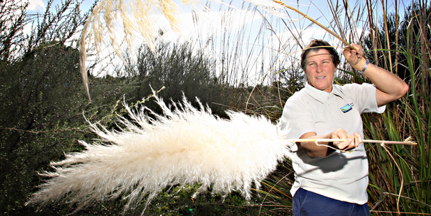 Sara Brill from Environment Bay of Plenty shows the difference between the noxious weed pampas (lower) and toi toi.