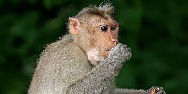 Macaque monkeys often attack Government staff for food. Photo / Wikimedia Commons