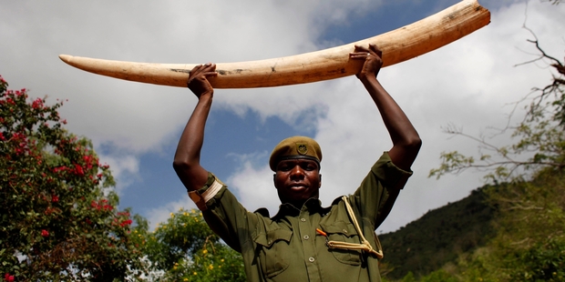 Rangers in Kenya battling poachers know they risk their lives going to work each day. Photo / AP