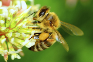 Sam Judd: Ban the bad bug killers