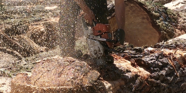 Forestry is the country's third biggest export after dairy and meat.