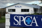SECRET PROBE: A private investigator is looking into business matters at the Wairarapa SPCA. PHOTO/LYNDA FERINGA SECRET PROBE: A private investigator is looking into business matters at the Wairarapa SPCA. PHOTO/LYNDA FERINGA