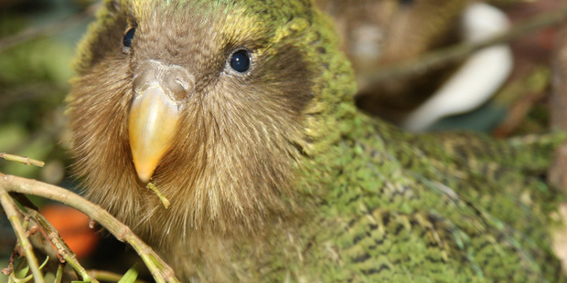 A Kakapo chick. Photo / NZPA