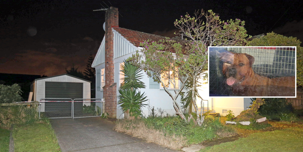 The family was advised to put down the dog (inset) after it attacked Lani Shepherd, 4. Photos / HOS, One News