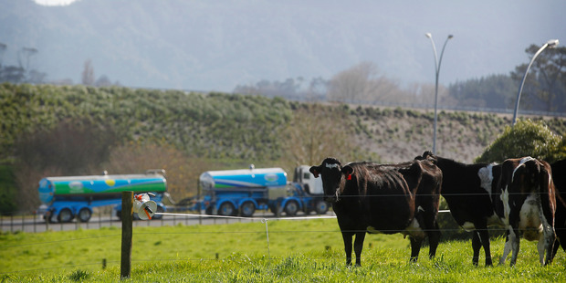 A milk tanker leaves Fonterra's Te Rapa dairy factory. Photo / Christine Cornege.