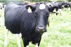 Some say the red-meat industry could follow Fonterra's example in the export sector. Photo / Val Sherriff Some say the red-meat industry could follow Fonterra's example in the export sector. Photo / Val Sherriff