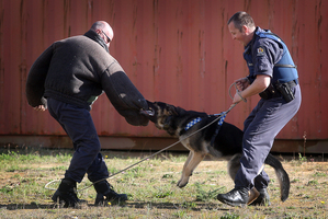 Tauranga Police Dog Squad - From left: Paul Selby, Yoda (dog), and Kane Cording. Dogged determination. Photo/file