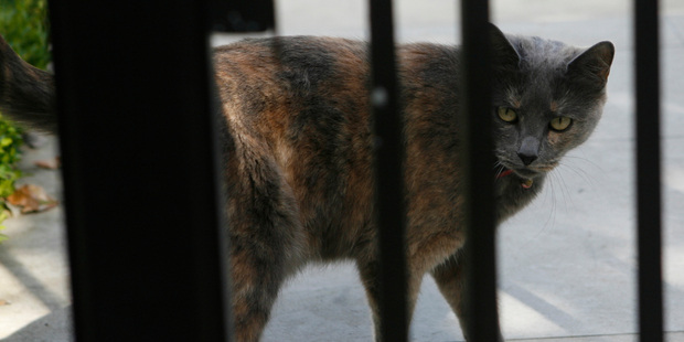 John Key's cat Moonbeam has a parody Twitter account.