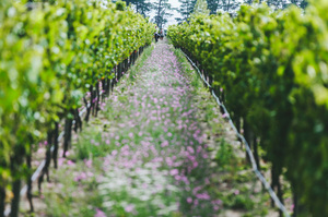 Amisfield vineyard. Photo / Supplied.