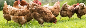 Oily Rag: Follow rules for keeping backyard chickens