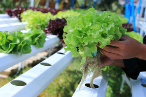 Factory-grown produce finds growing market