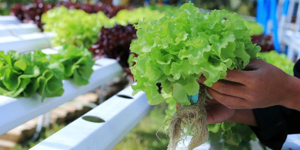 In indoor farms, the humid climate inside is managed with precision and the plants are raised hydroponically rather than using soil. Photo / Thinkstock