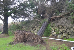 A macrocarpa was uprooted and glasshouses damaged yesterday afternoon when a small tornado blew through South Beach. Photo / Greymouth Star
