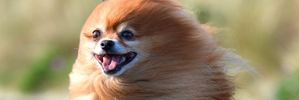 Thor Grant, a pomeranian, battles the wind on John Wilson Ocean Dr in Dunedin yesterday. Photo / Stephen Jaquiery / ODT