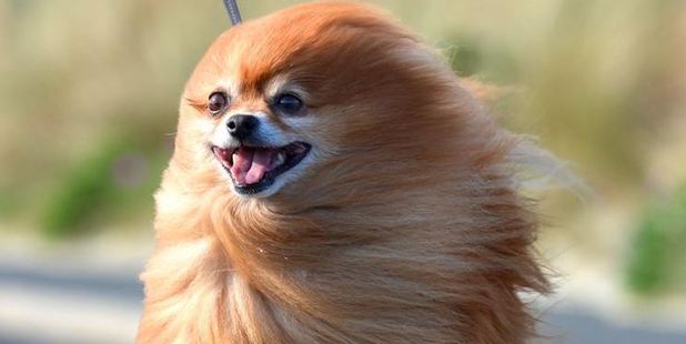 Thor Grant, a pomeranian, battles the wind on John Wilson Ocean Dr in Dunedin yesterday. Photo / Stephen Jaquiery / ODT