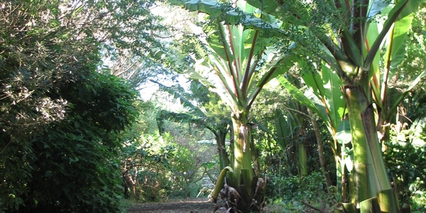 Abyssinian bananas growing at the Unitec Hortecology Sanctuary Food Forest. Photo / Meg Liptrott