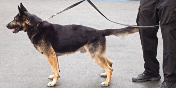 The headline-catching proposals would see drug-sniffer beagles used at domestic airports and ferry terminals to intercept drug shipments. Photo / Thinkstock