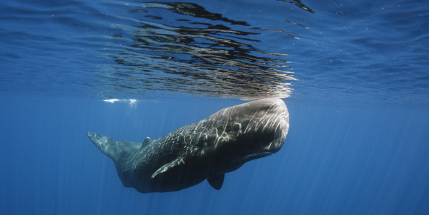 A sperm whale off Sri Lanka. Photo / Thinkstock