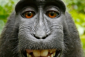 The macaque's selfie has triggered a bizarre dispute. Picture / Picture Media