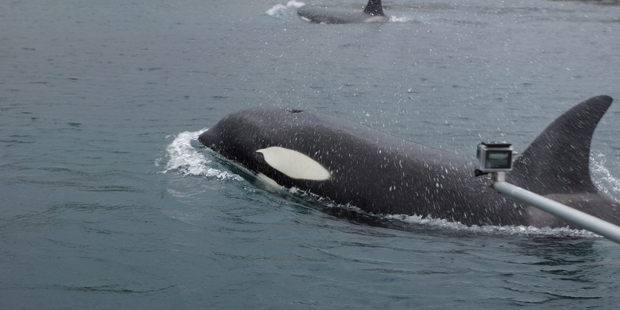 Rosina Liska snapped this image of Whangarei orca expert Dr Ingrid Visser using a GoPro camera to record these orca playing. Photo / Rosina Liska