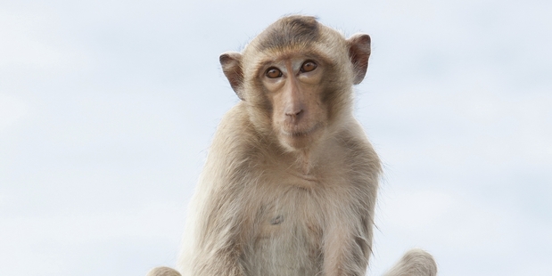 Monkeys caused the greatest number of animal-related travel claims, says Southern Cross Travel Insurance.