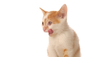 The case is over Whiskas' protein claims. Photo / Getty Images