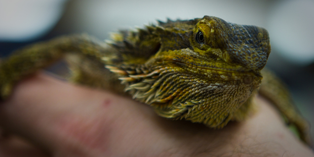 'Biscotti' the little Bearded Dragon. Photo / Damon Bailey Eclipse Photographic