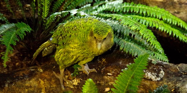 Sirocco, the poster-bird for endangered Kakapo.