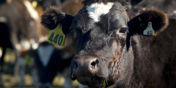 The smart people in the dairy industry understand that issues like river pollution are serious. Photo / Alan Gibson