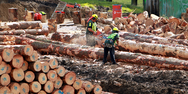 Figures for last year show net deforestation for the first time since 2009. Photo / Glenn Taylor