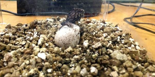 Tuatara are incubated and hatched at Victoria University in Wellington. Photo / Warren Butcher