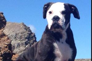 Seven-month-old American Bulldog Bill was taken from his home in Ohaupo, near Te Awamutu, four weeks ago.. Photo / Facebook