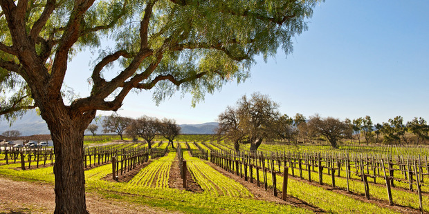 More than 50 grape varieties flourish in the 175 wineries scattered through the Santa Barbara region.