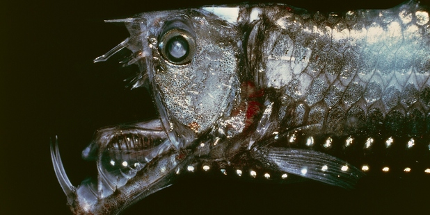 Viperfish. Photo / Getty Images