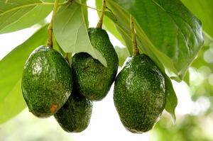 About 2000 stolen avocados are unsafe to eat. Photo / Thinkstock