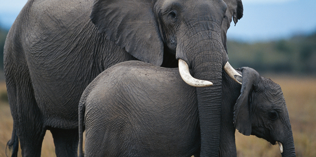 Elephants - in Kenya, here, and around the world - are at serious risk of extinction. Photo / Getty Images
