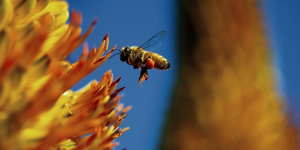 Bees pollinate a third of everything we eat, says the National Beekeepers Association.