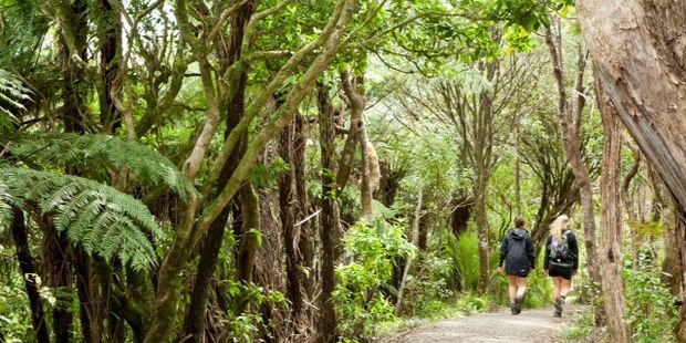 The Beveridge Track (1 hour - 1.7 km) starts from Arataki Visitor Centre and provides a viewpoint of the Manukau and Waitemata Harbours.
