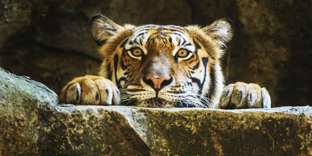 Selfies with Tigers are doing more harm than good to wildlife. Photo / Thinkstock