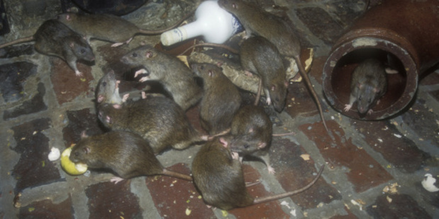 Warm weather is bringing in the rats. Photo / Thinkstock