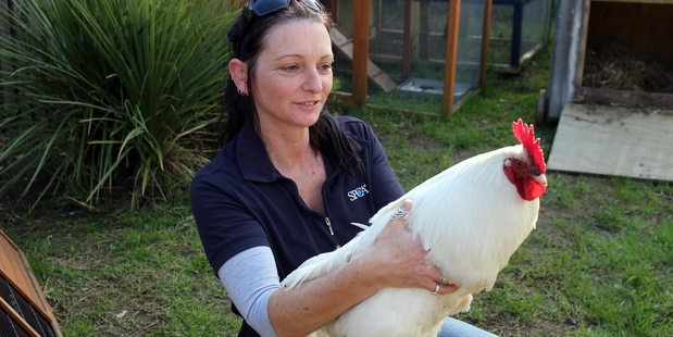 Rachael Wyatt with the rooster she saved after the bird, some sparrows and three pukeko ate poisoned bait at a Whangarei lookout. Photo / John Stone
