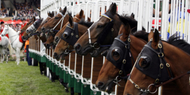 New Zealand's two top colts Follow The Stars, 2-year-old, and Sky Major, 3-year-old, will both start red hot on Saturday night. Photo / Thinkstock