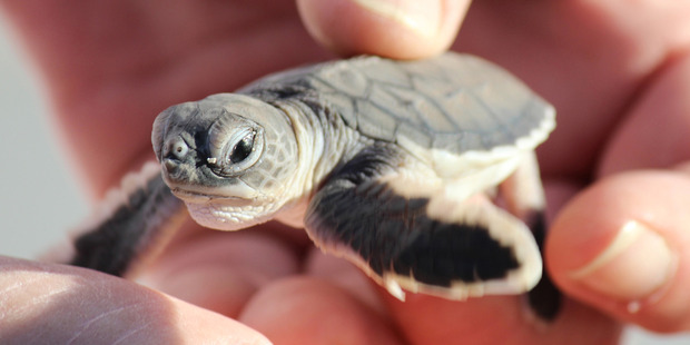 A green turtle hatchling, rescued from seagulls, Heron Island Queensland. Photo / Rod Emmerson