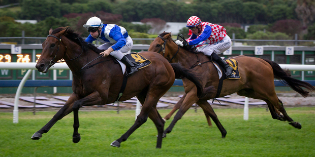 Deane Martin's long-range spring campaign has been aimed at Australia. Photo / APN